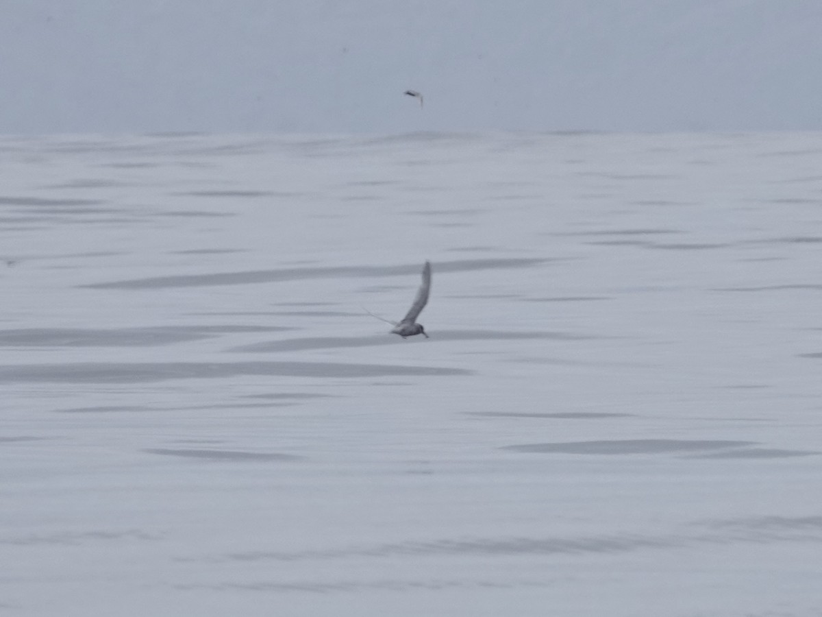 Peruvian Tern - ML642791394