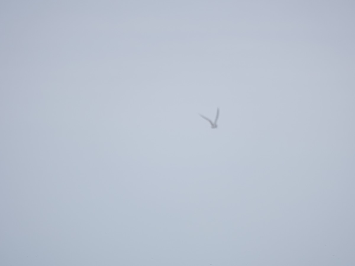 Peruvian Tern - ML642791395