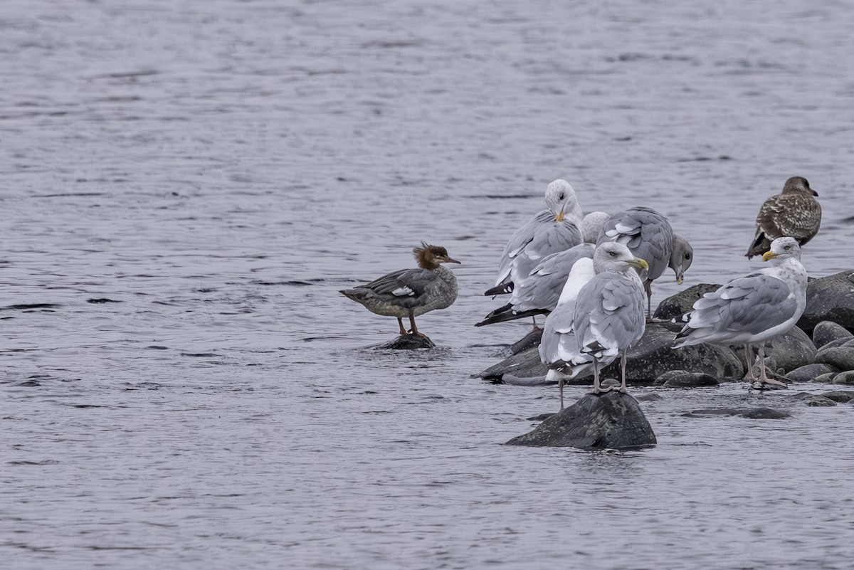 Common Merganser - ML642791397