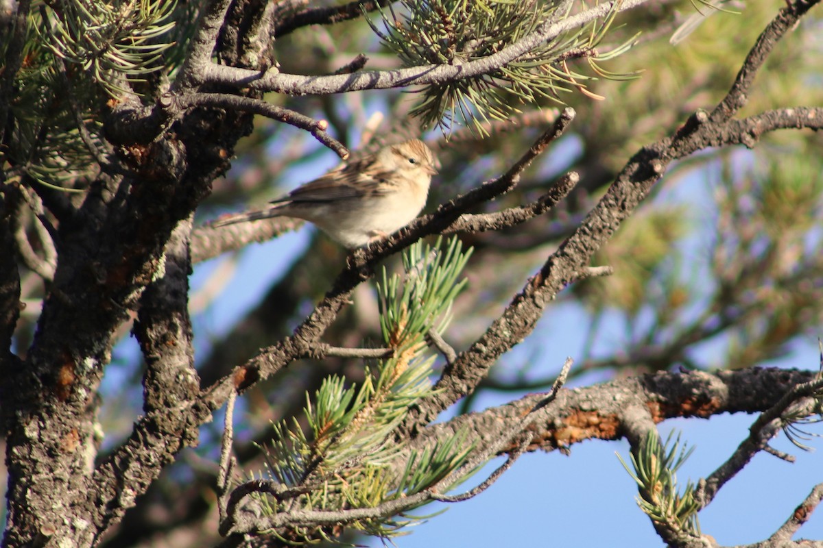 strnádka vrabcovitá - ML642791405