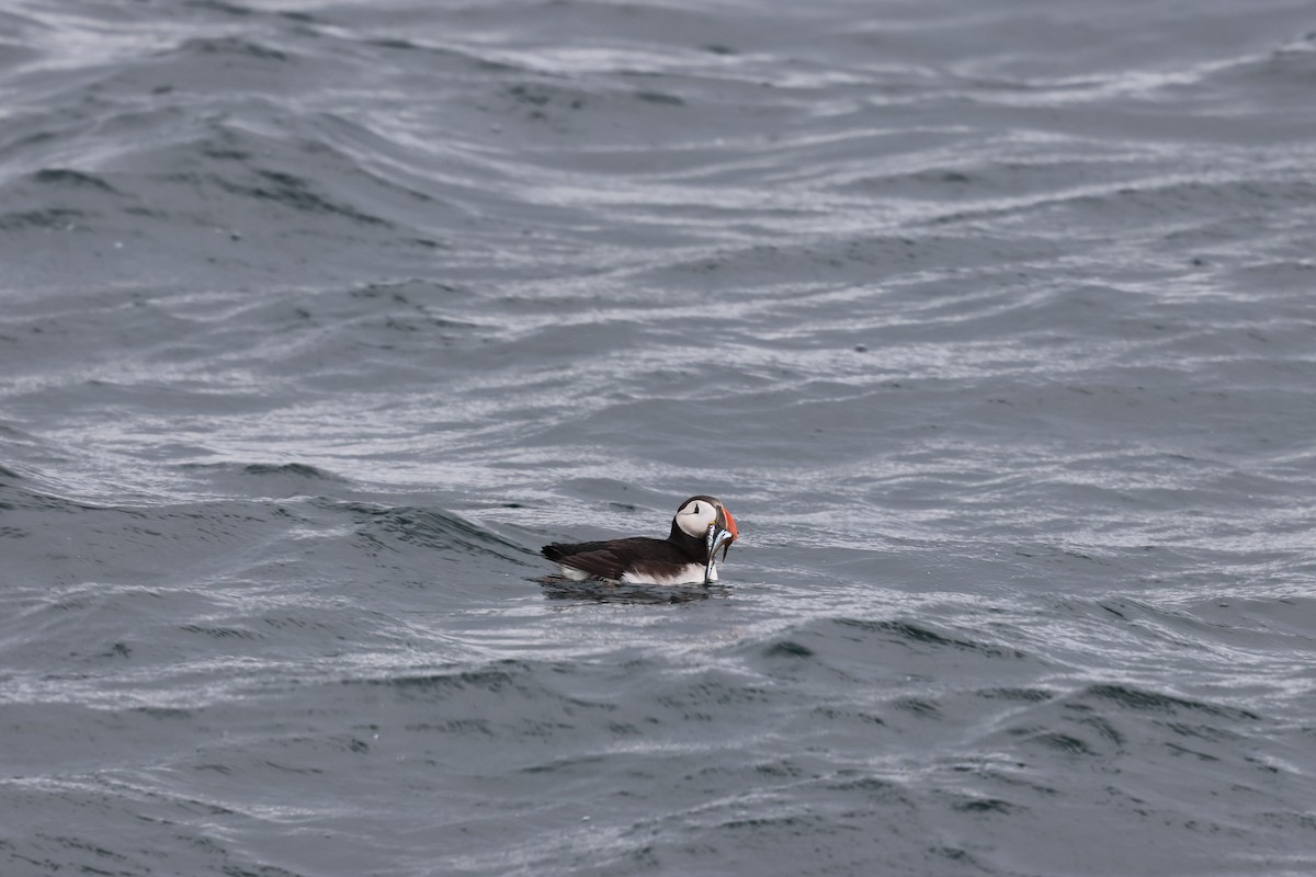 Atlantic Puffin - ML642791406