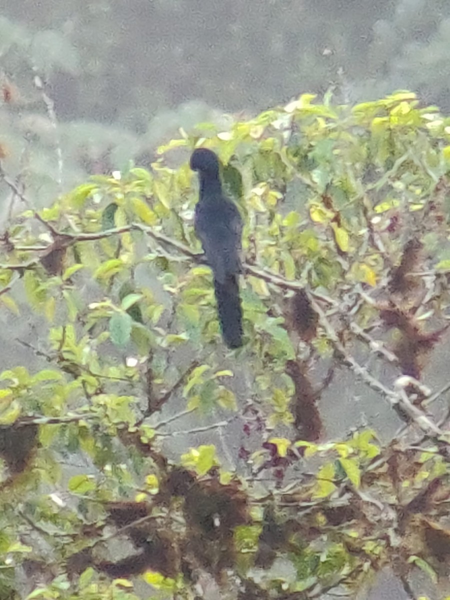 Long-wattled Umbrellabird - ML642791421