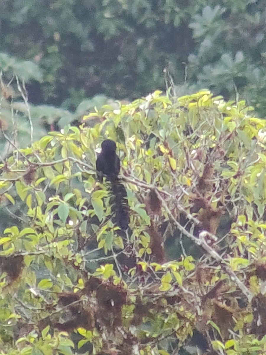 Long-wattled Umbrellabird - ML642791422