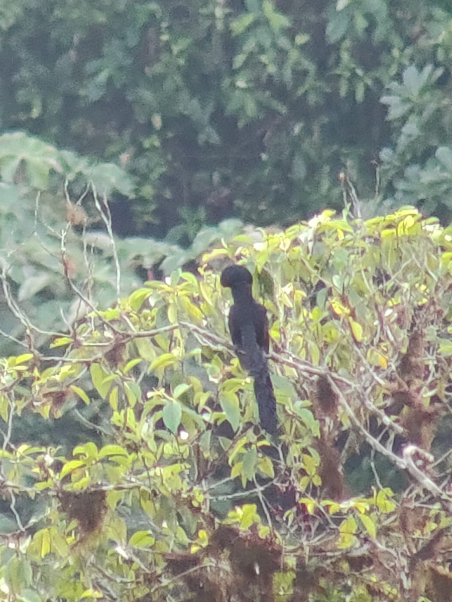 Long-wattled Umbrellabird - ML642791423