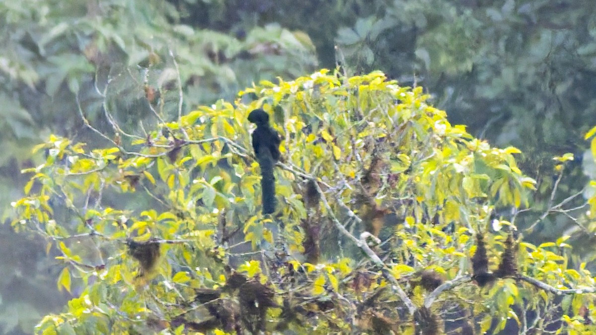 Long-wattled Umbrellabird - ML642791424