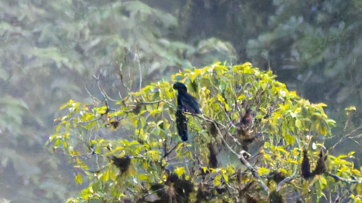 Long-wattled Umbrellabird - ML642791425