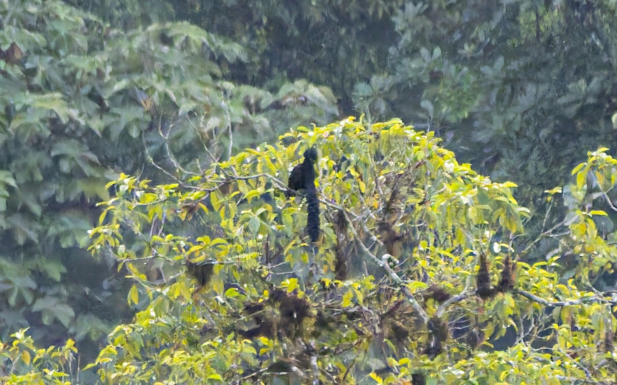 Long-wattled Umbrellabird - ML642791426