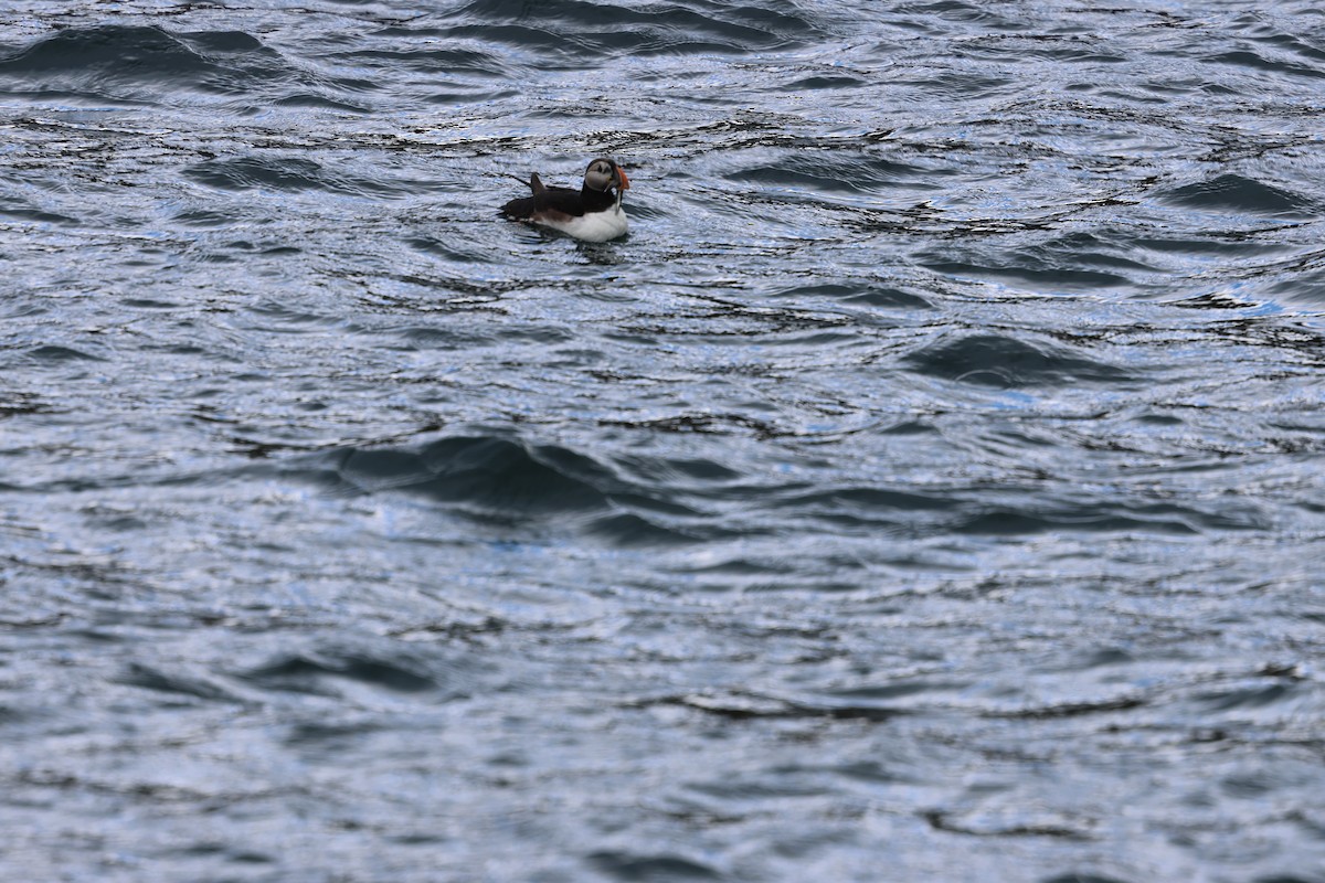 Atlantic Puffin - ML642791427