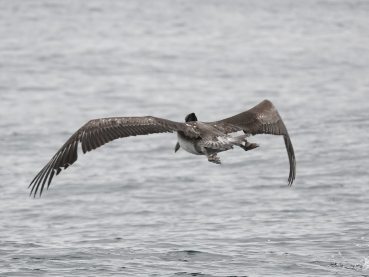 Peruvian Pelican - ML642791433