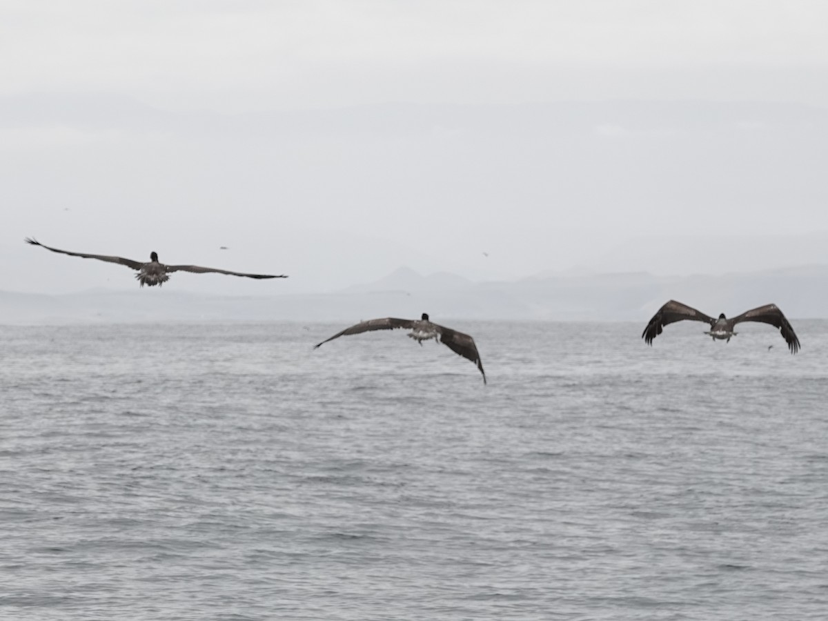 Peruvian Pelican - ML642791434