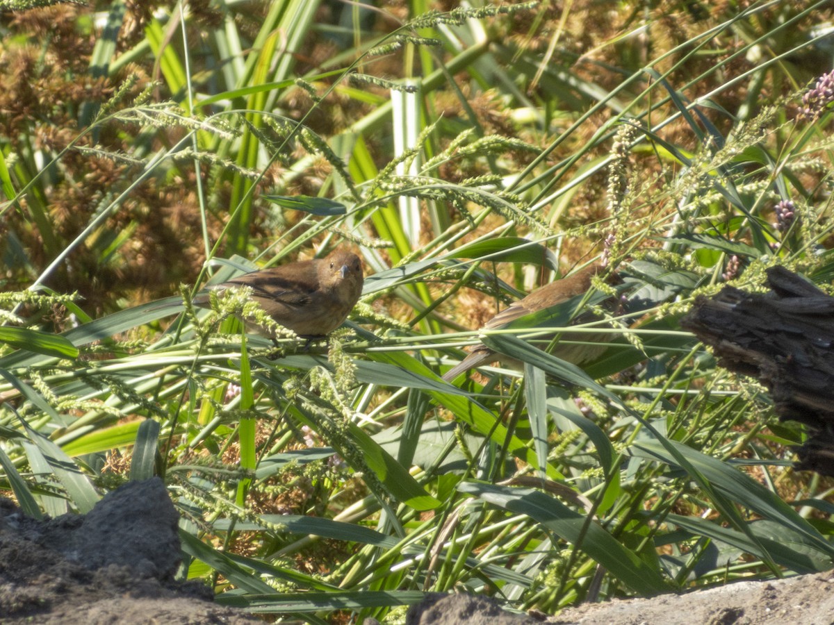 Indigo Bunting - ML642791443