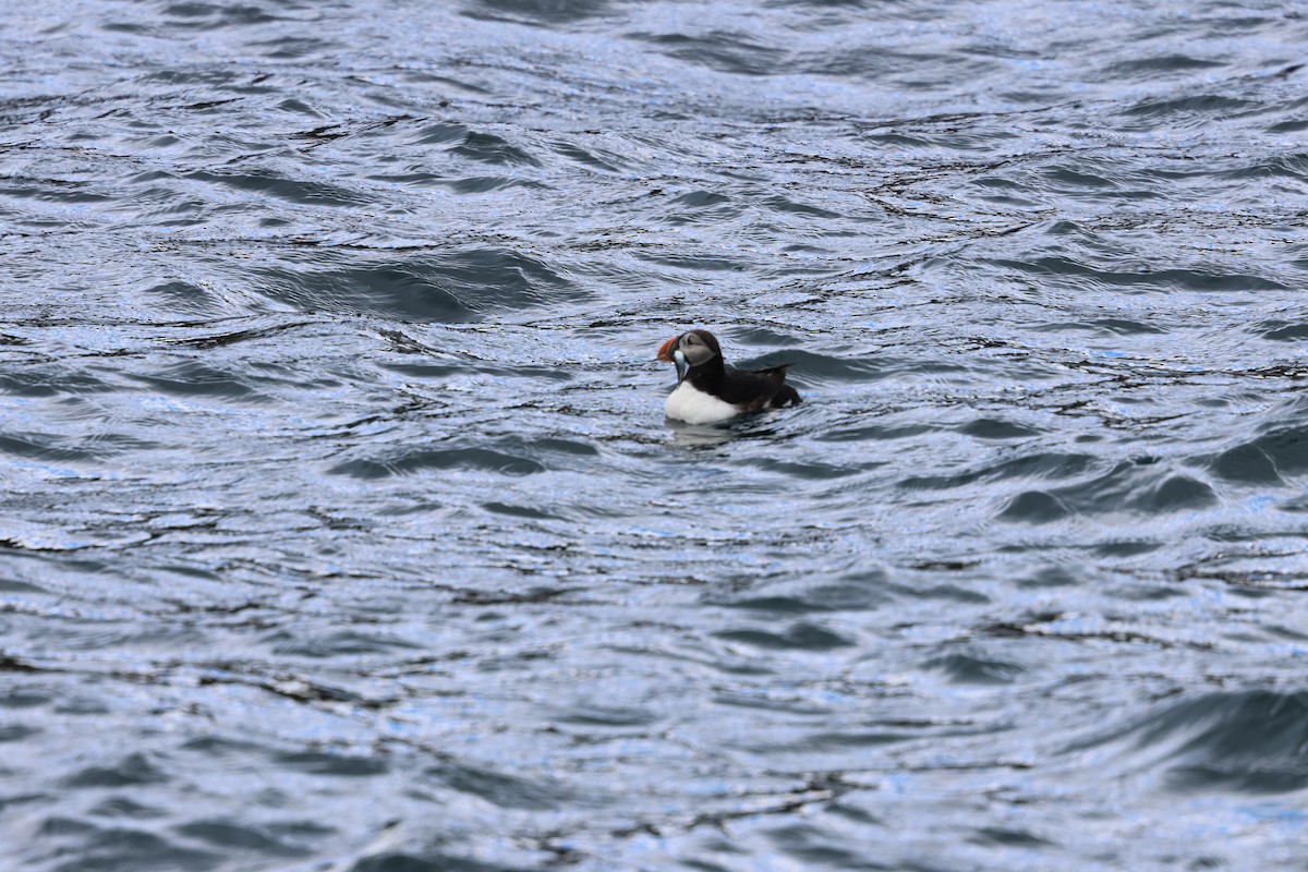 Atlantic Puffin - ML642791451