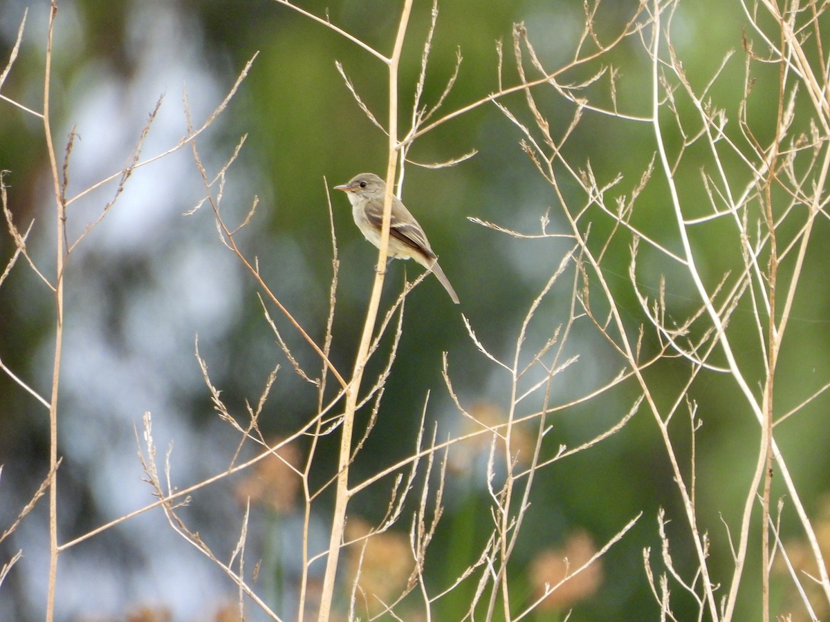 Willow Flycatcher - ML642791461
