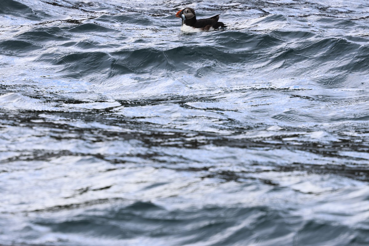 Atlantic Puffin - ML642791479
