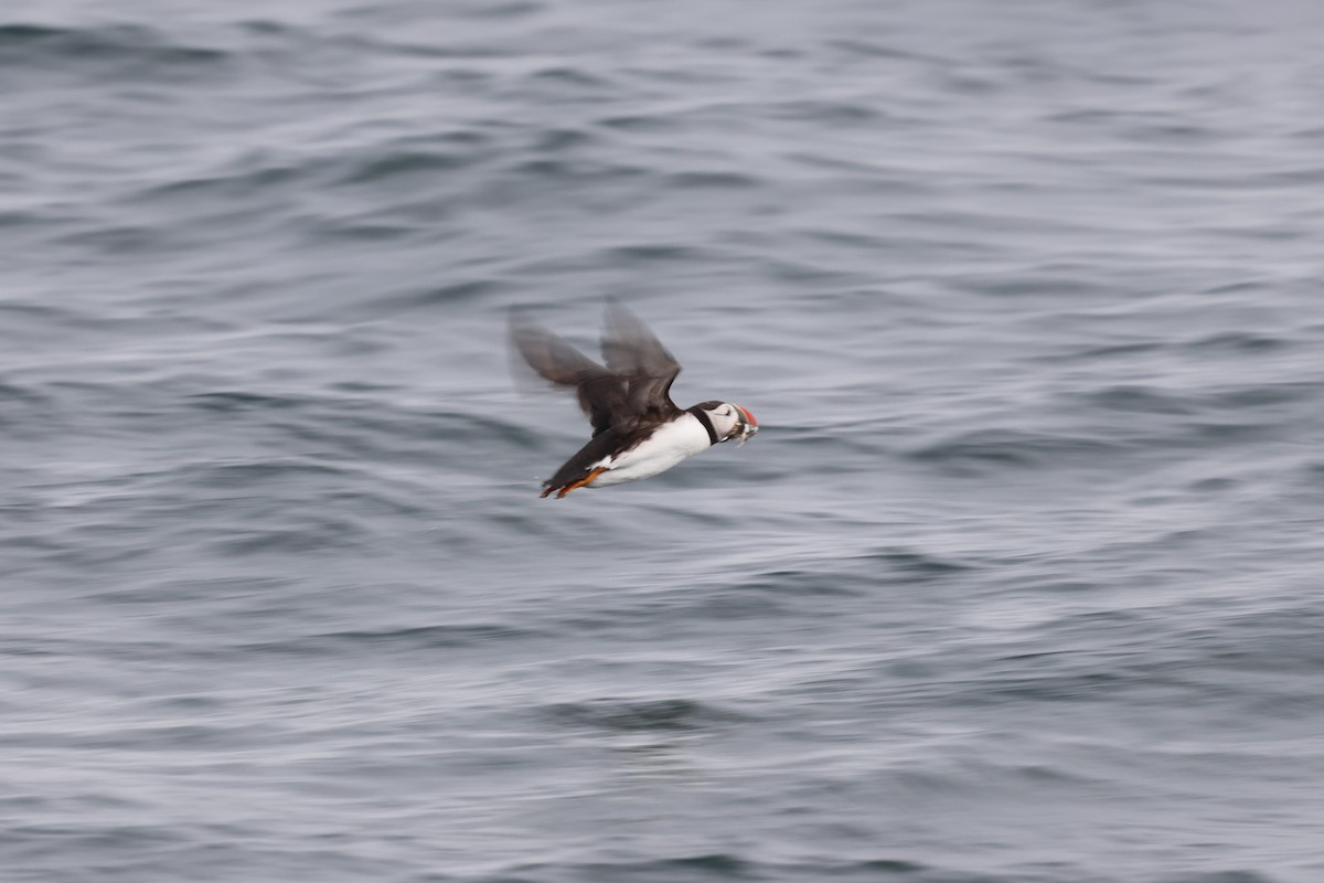 Atlantic Puffin - ML642791494