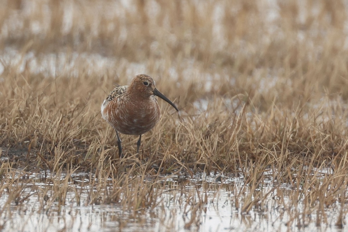 Curlew Sandpiper - ML642791500