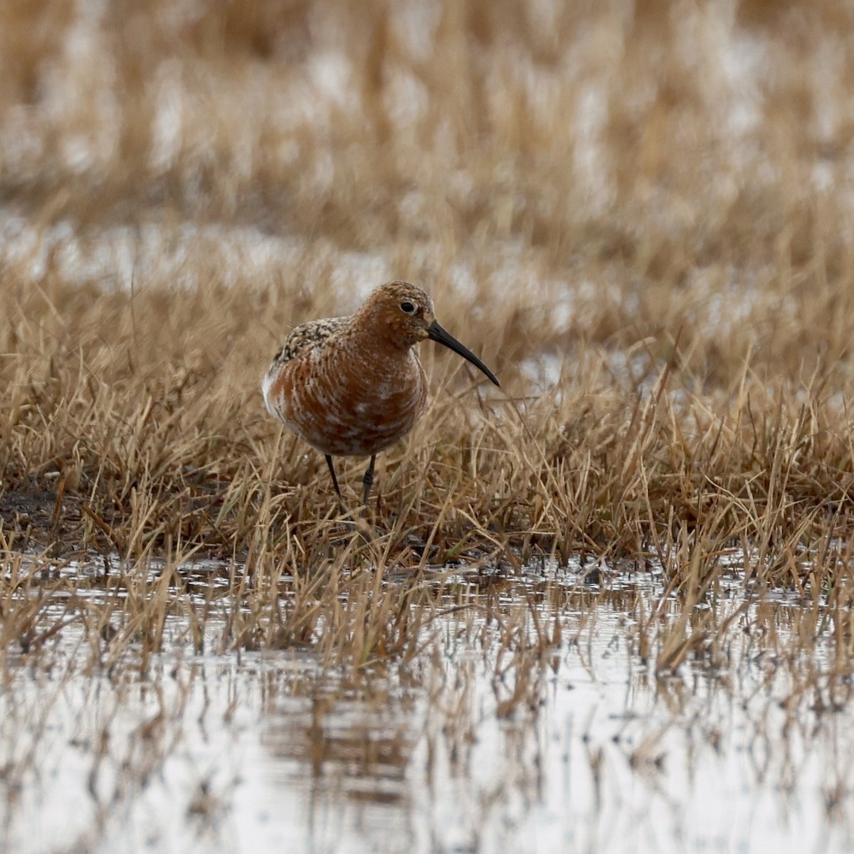 Curlew Sandpiper - ML642791501