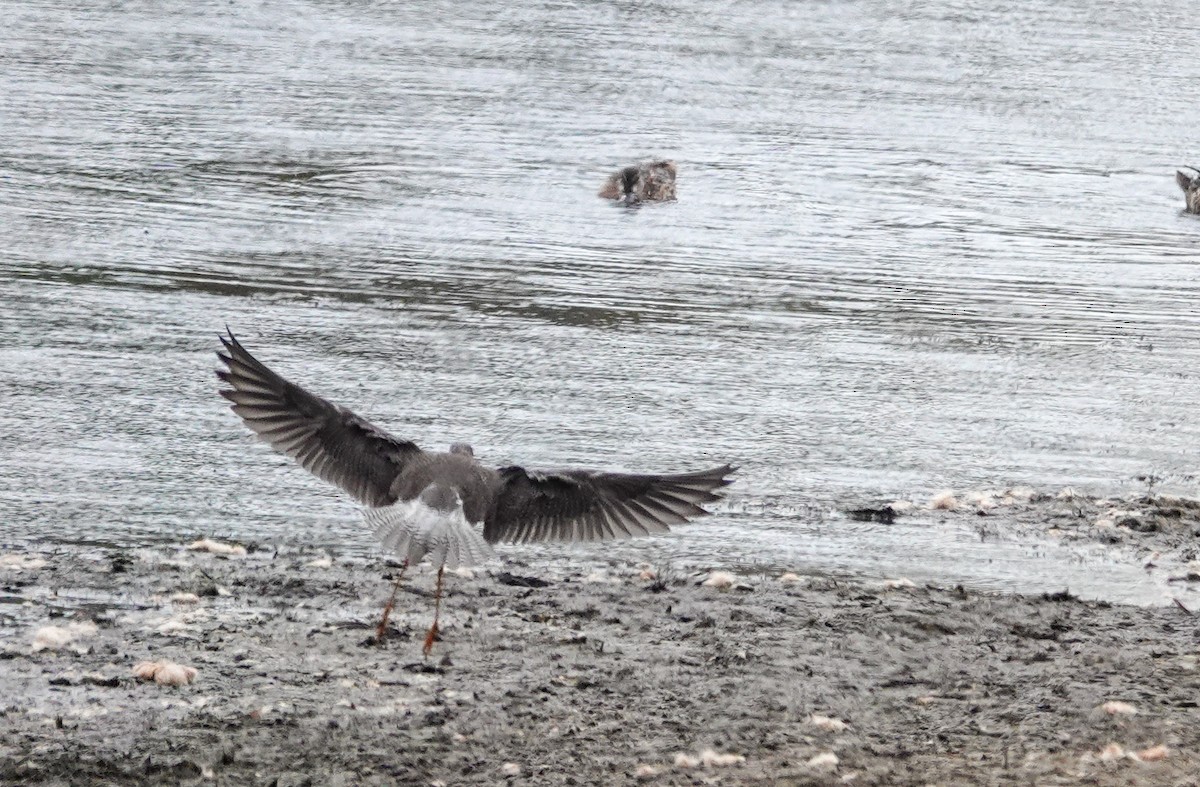 Greater Yellowlegs - ML642791516