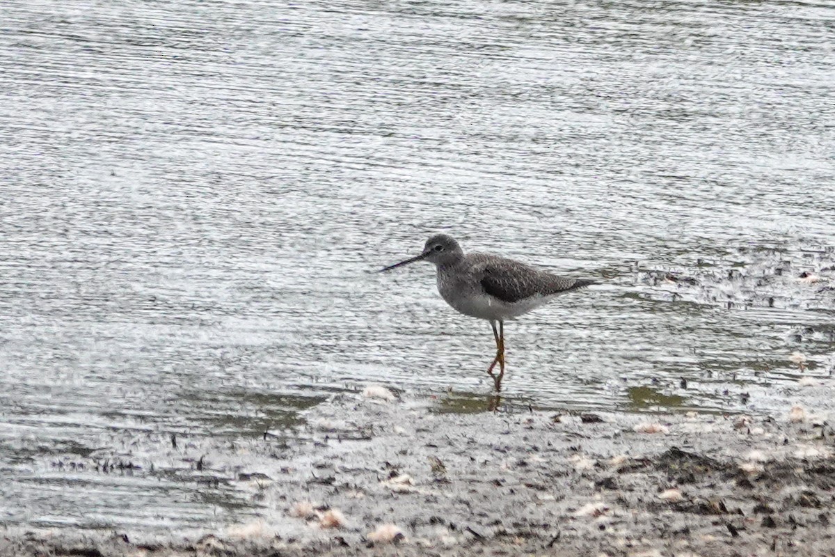 Greater Yellowlegs - ML642791517