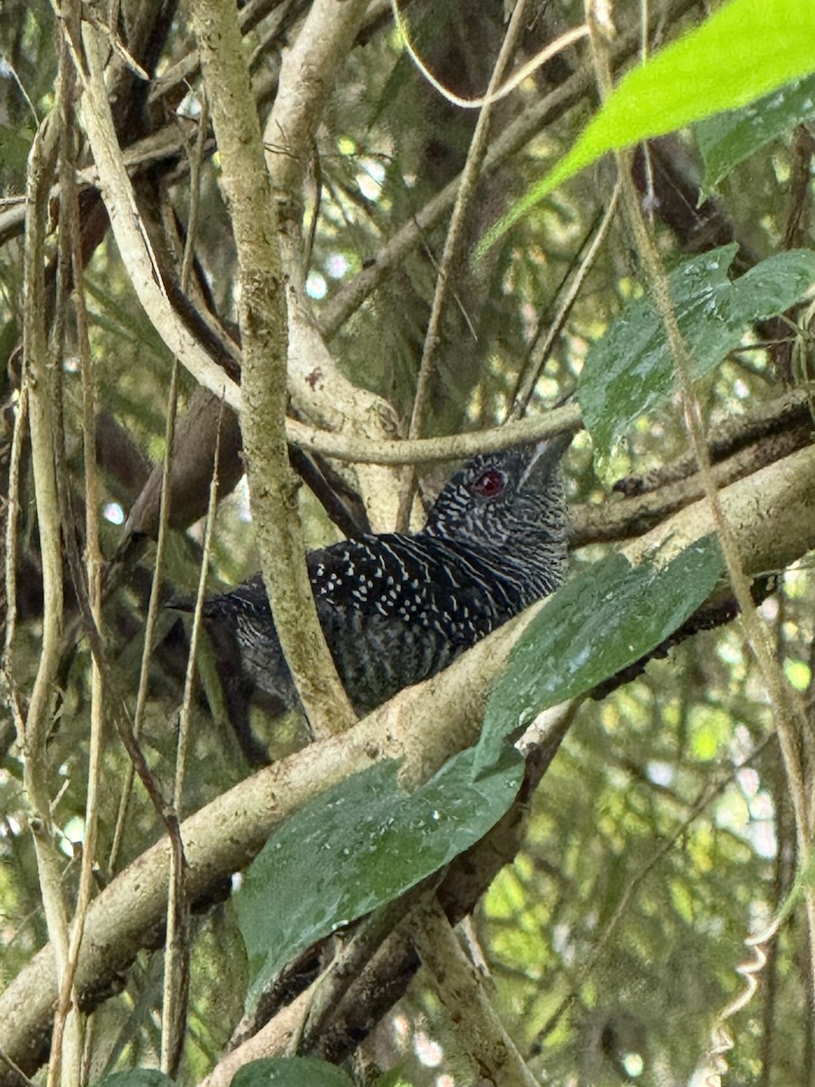 Fasciated Antshrike - ML642791520