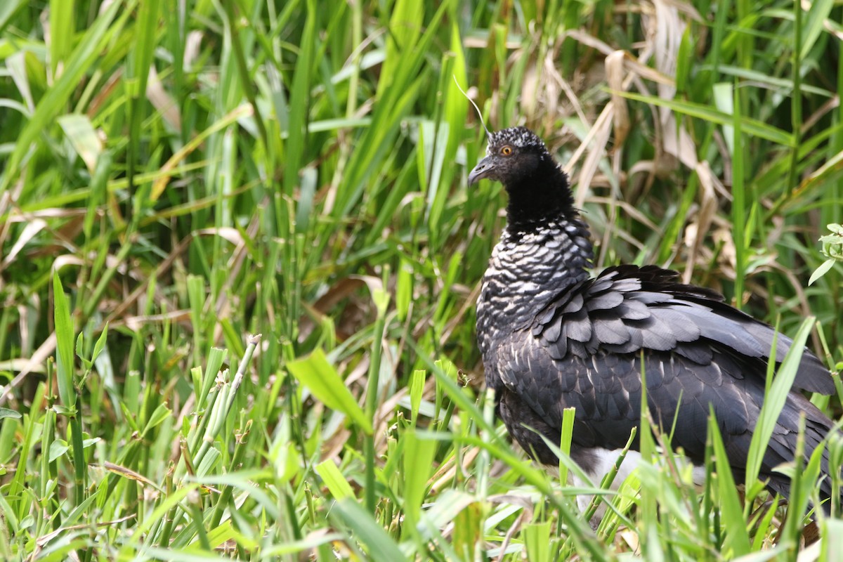 Horned Screamer - ML642791522