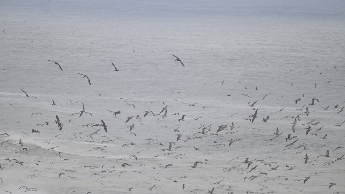 Brown Pelican - ML642791525