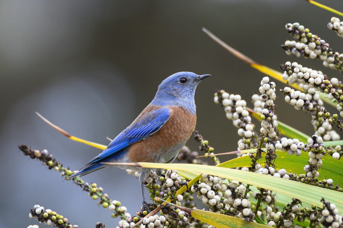 Western Bluebird - ML642791544