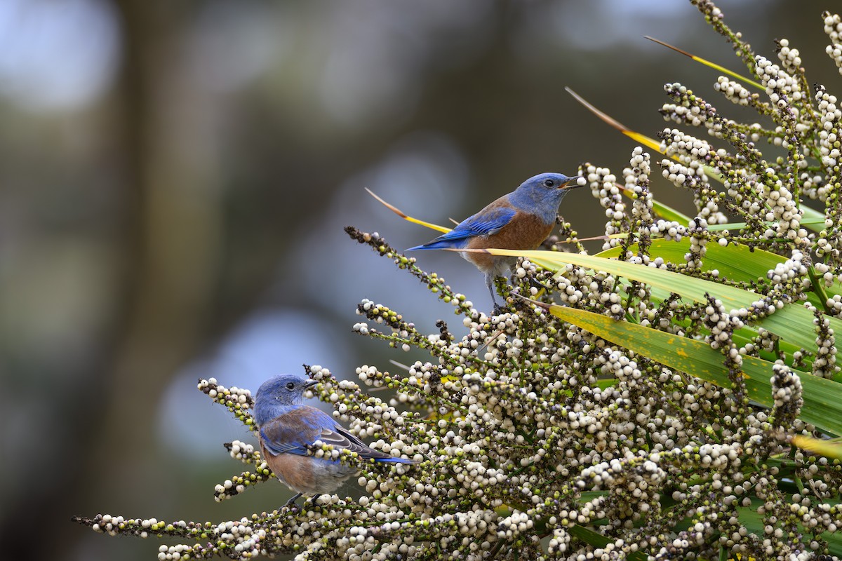 Western Bluebird - ML642791545