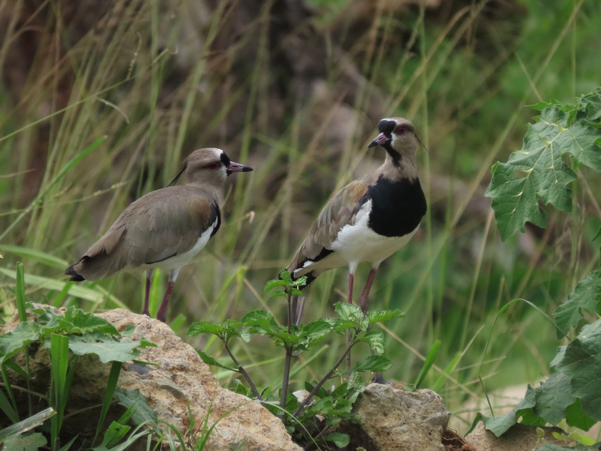 Southern Lapwing - ML642791546
