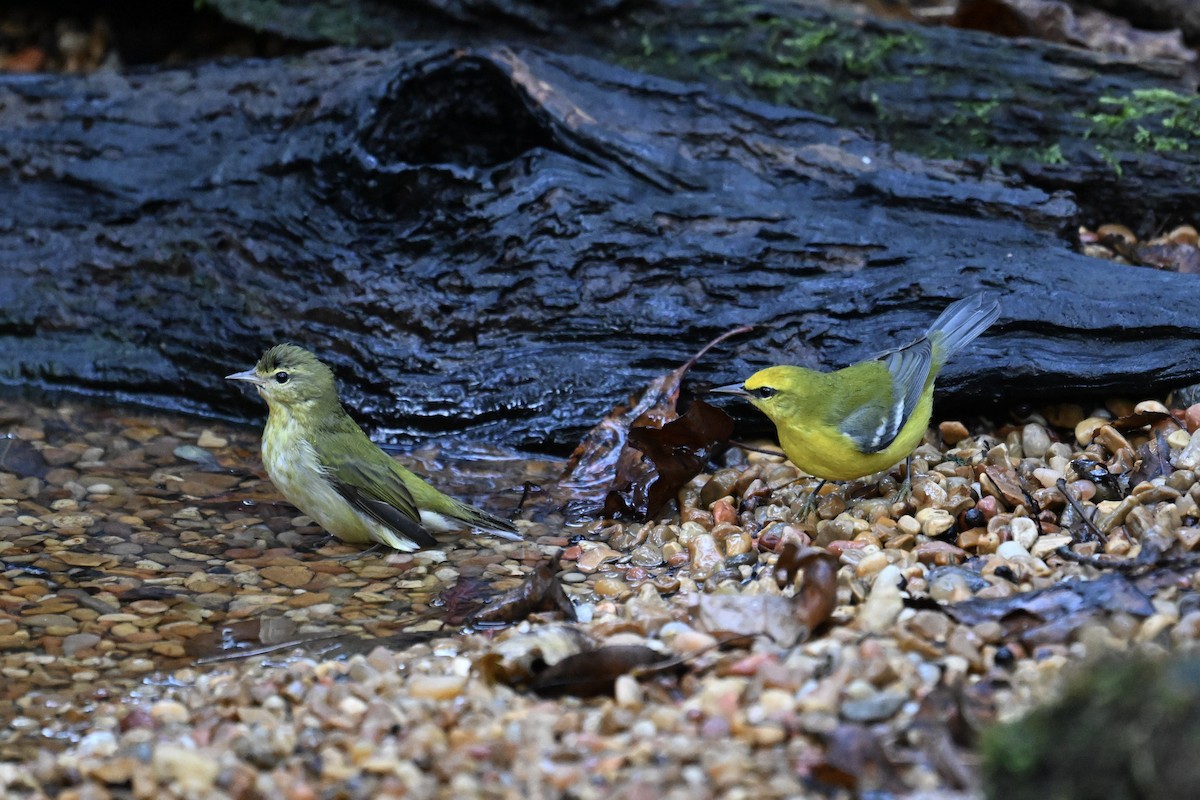 Blue-winged Warbler - ML642791549