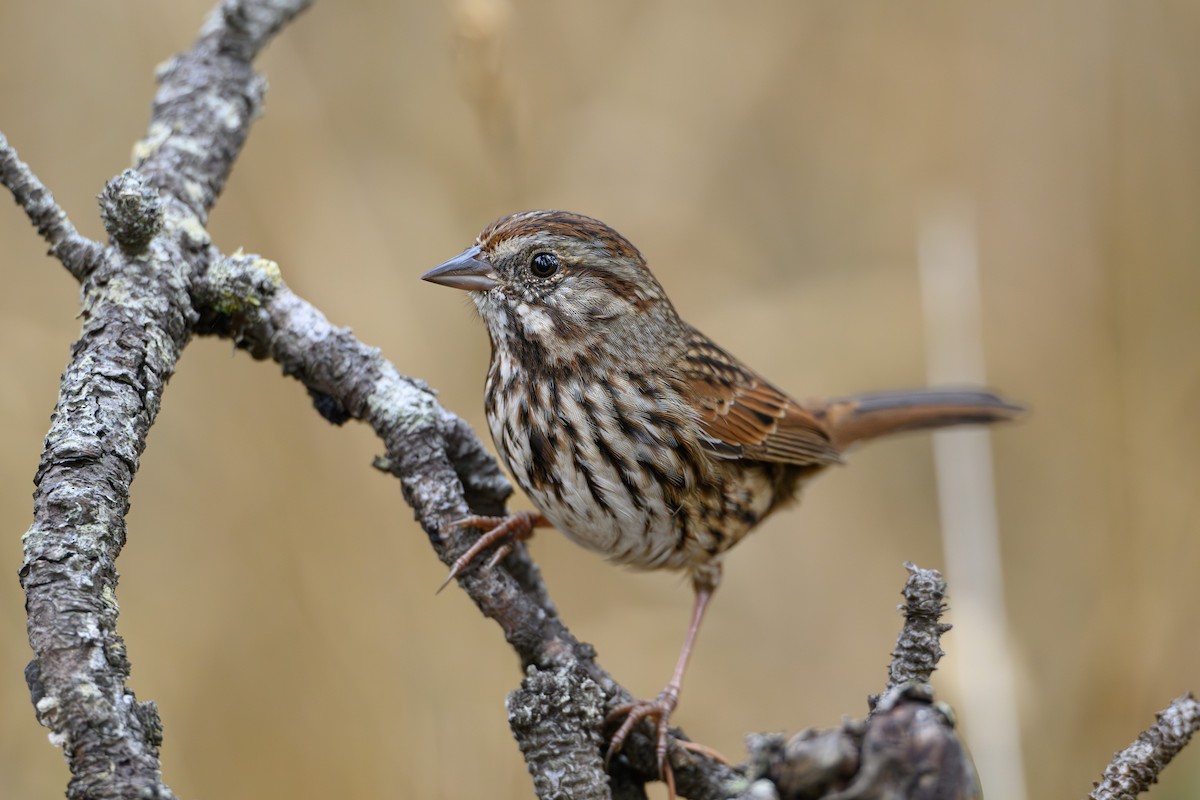 Song Sparrow - ML642791551
