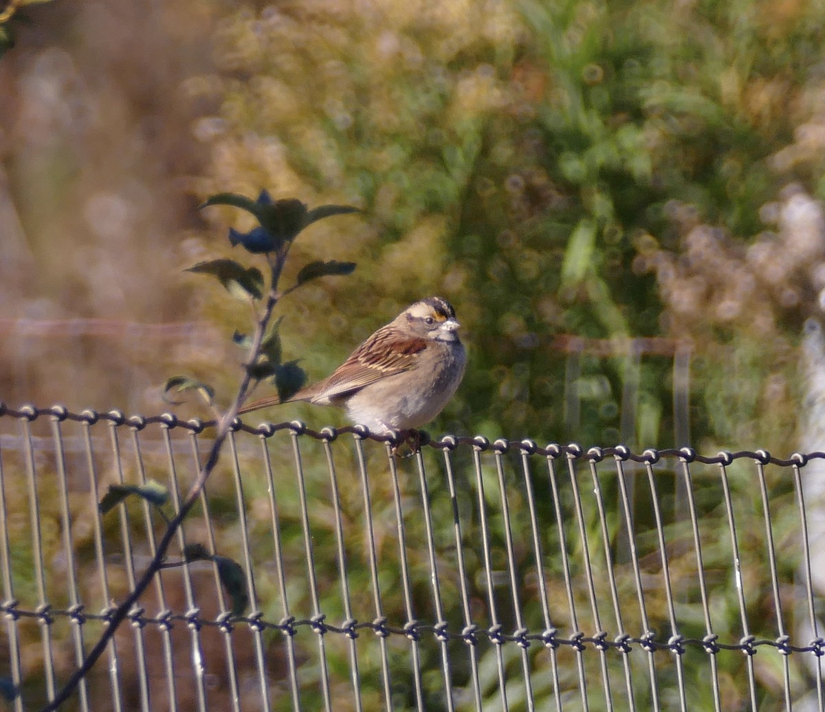 White-throated Sparrow - ML642791552