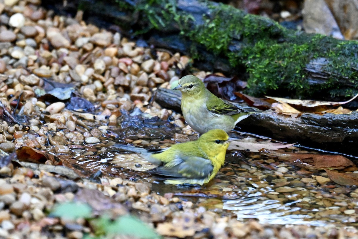 Blue-winged Warbler - ML642791553