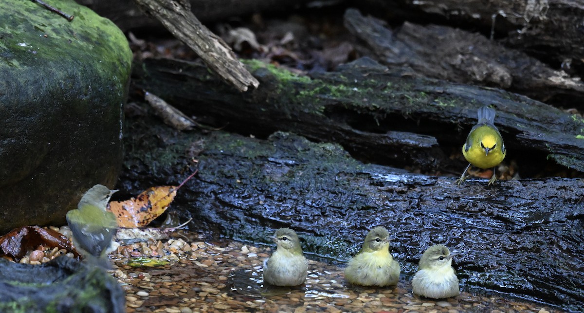 Blue-winged Warbler - ML642791558