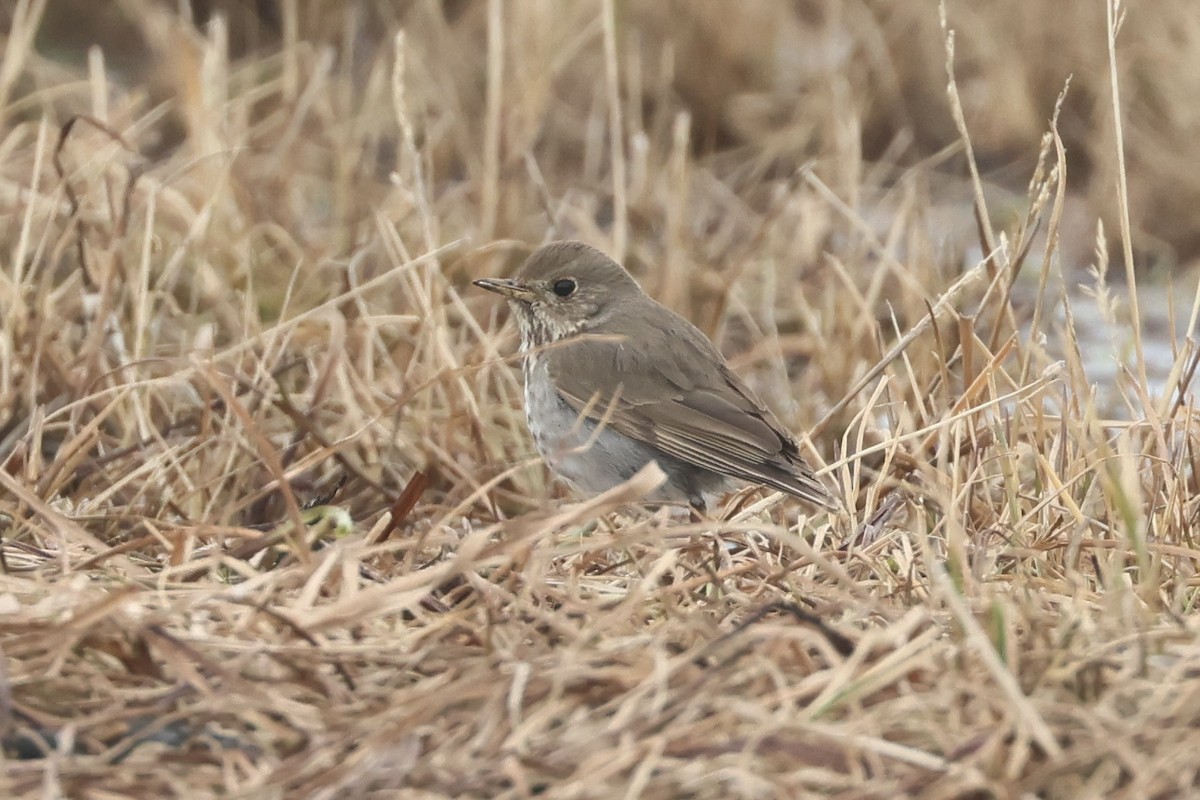 Gray-cheeked Thrush - ML642791568