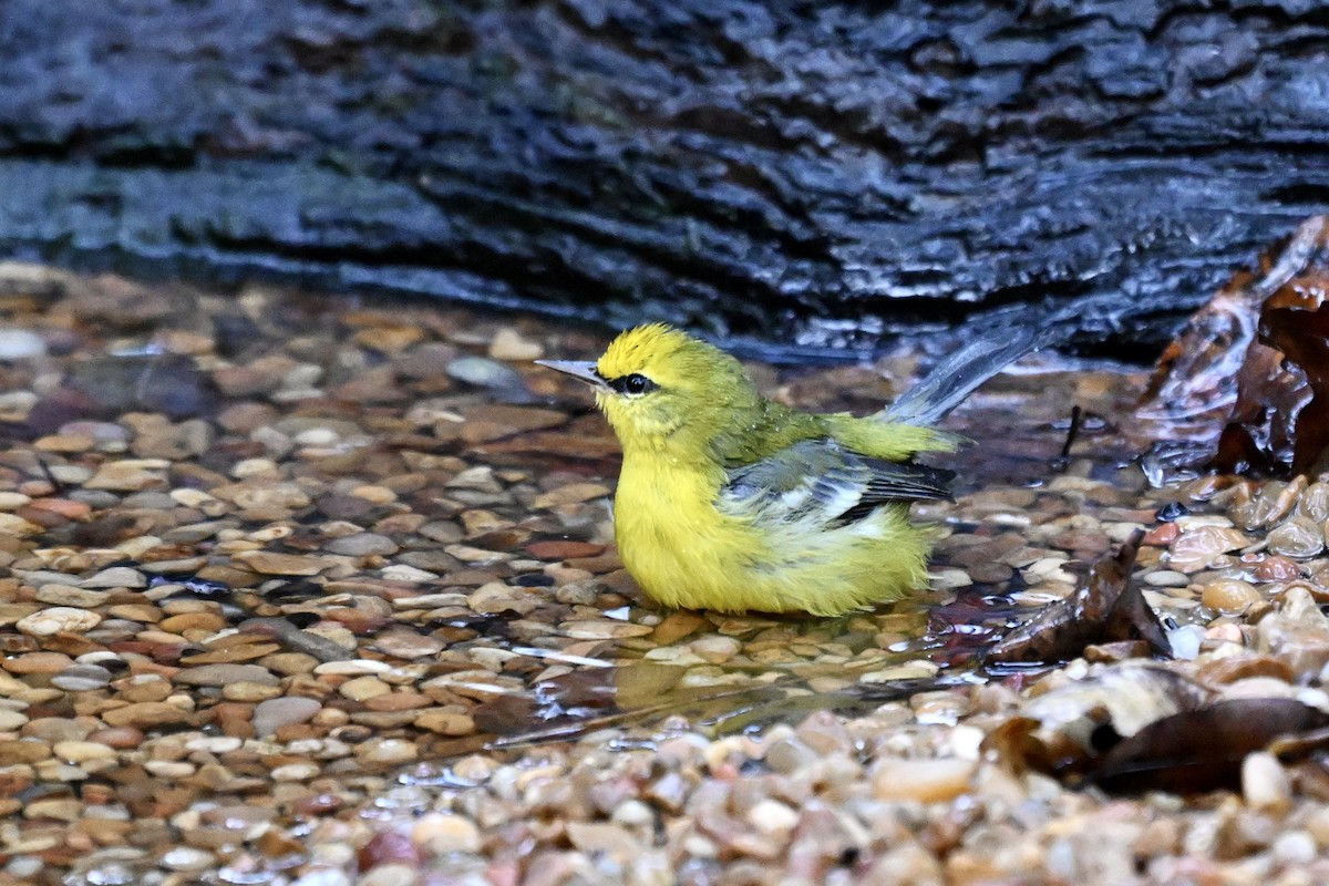 Blue-winged Warbler - ML642791569