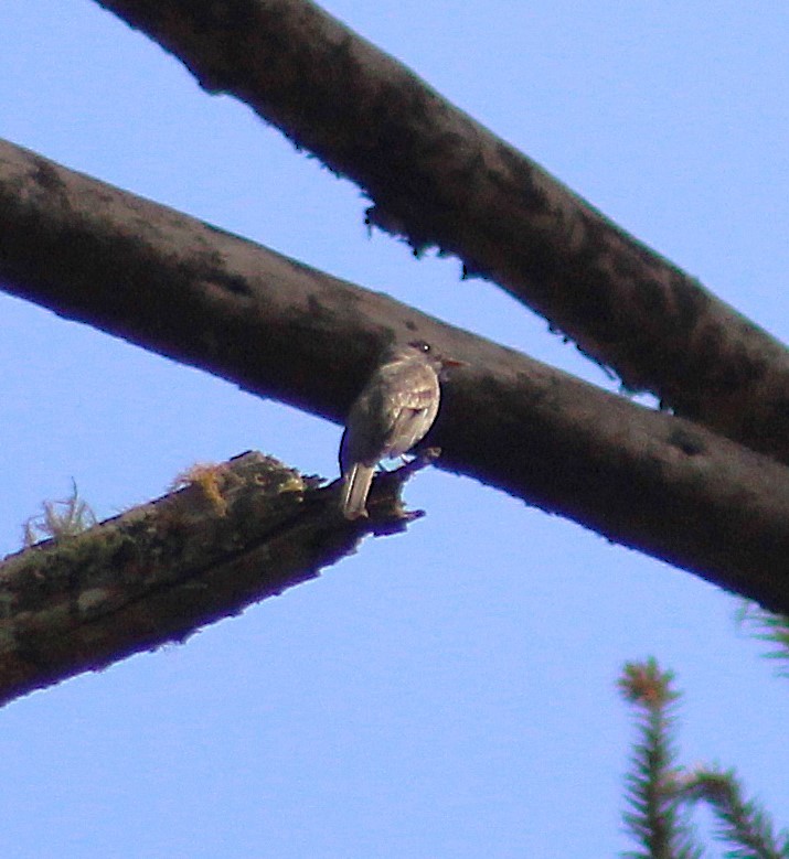 Southern Tropical Pewee - ML642791570