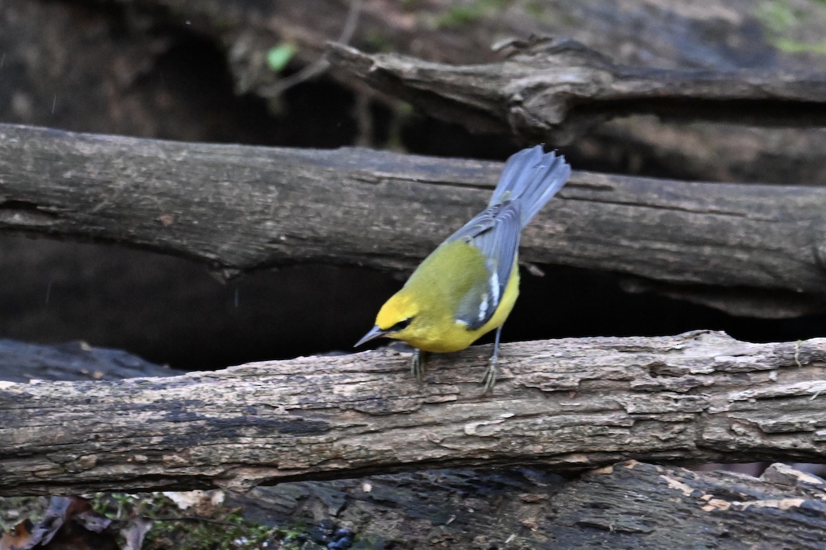 Blue-winged Warbler - ML642791571