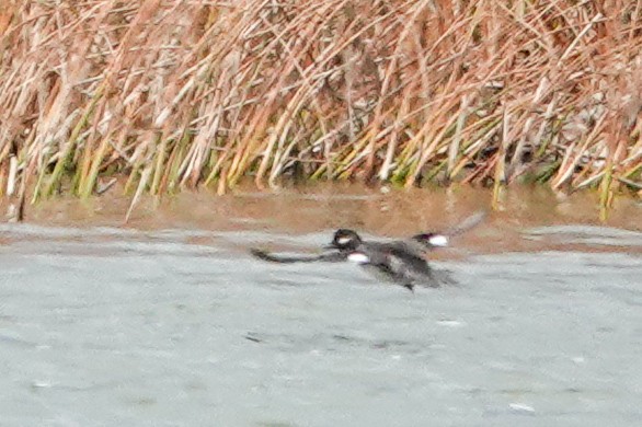 Bufflehead - ML642791581