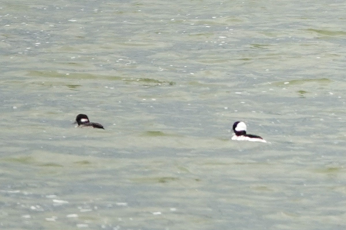 Bufflehead - ML642791582
