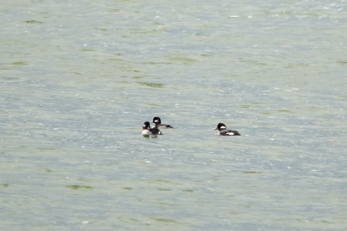Bufflehead - ML642791583