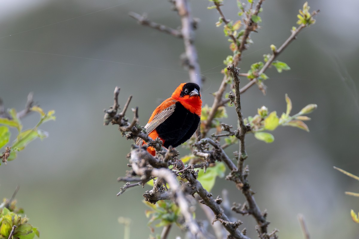 Northern Red Bishop - ML642791586