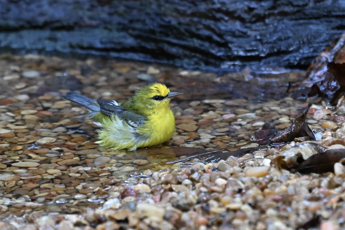 Blue-winged Warbler - ML642791588
