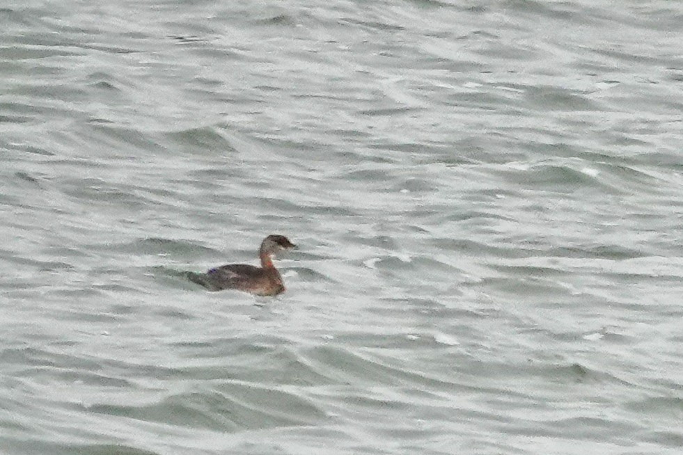 Red-necked Grebe - ML642791611