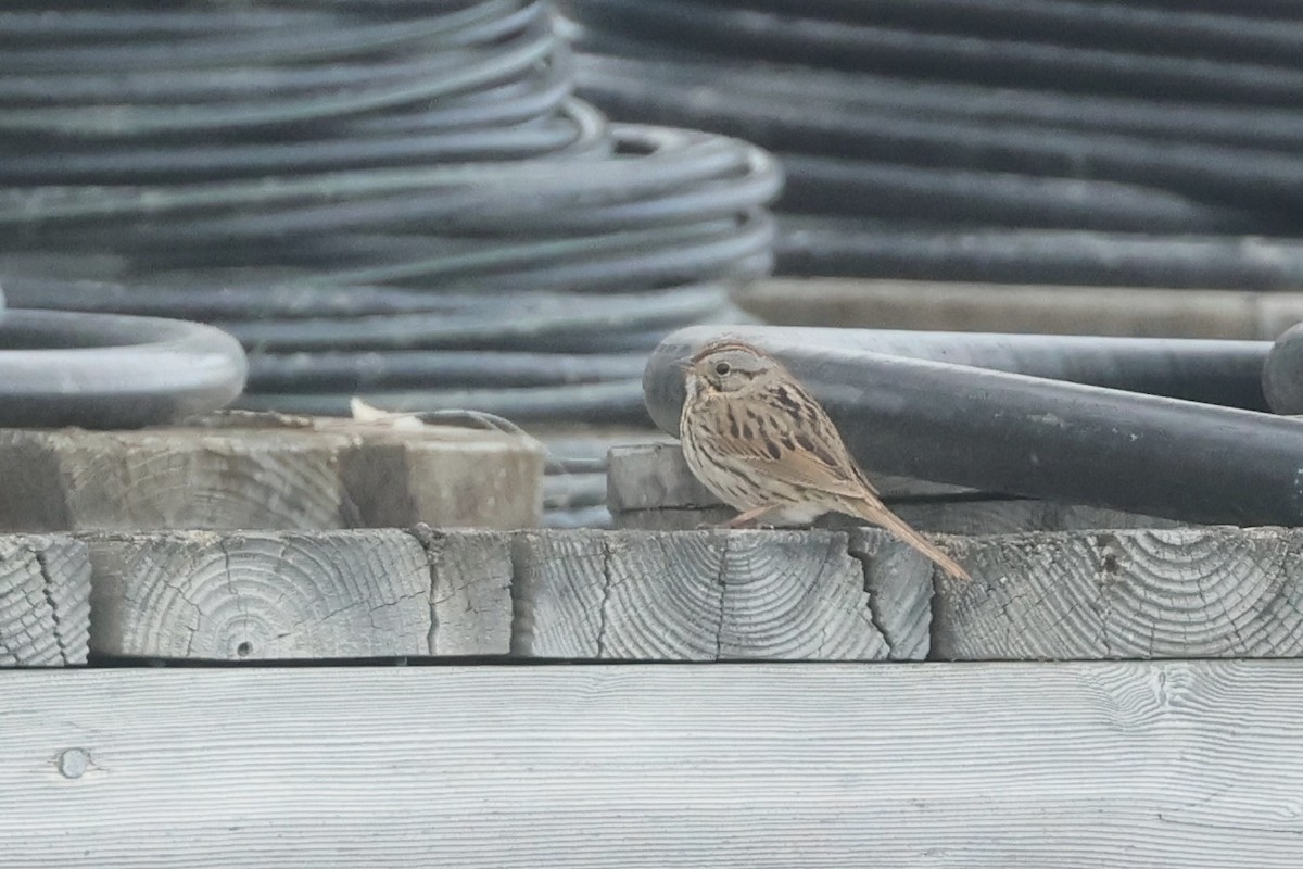 Lincoln's Sparrow - ML642791612