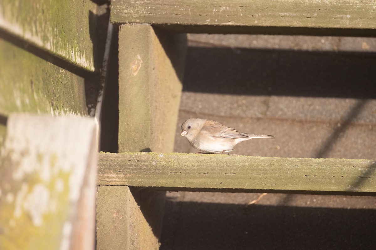 Dark-eyed Junco (cismontanus) - ML642791616
