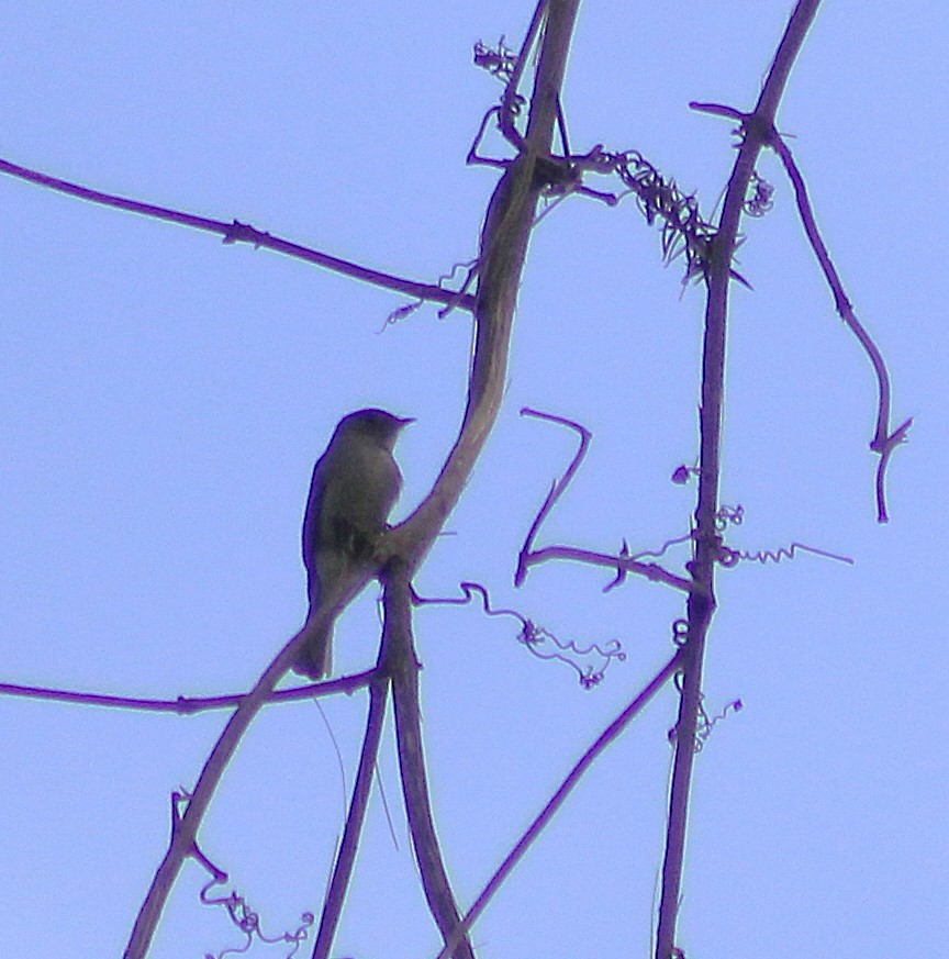 Southern Tropical Pewee - ML642791626
