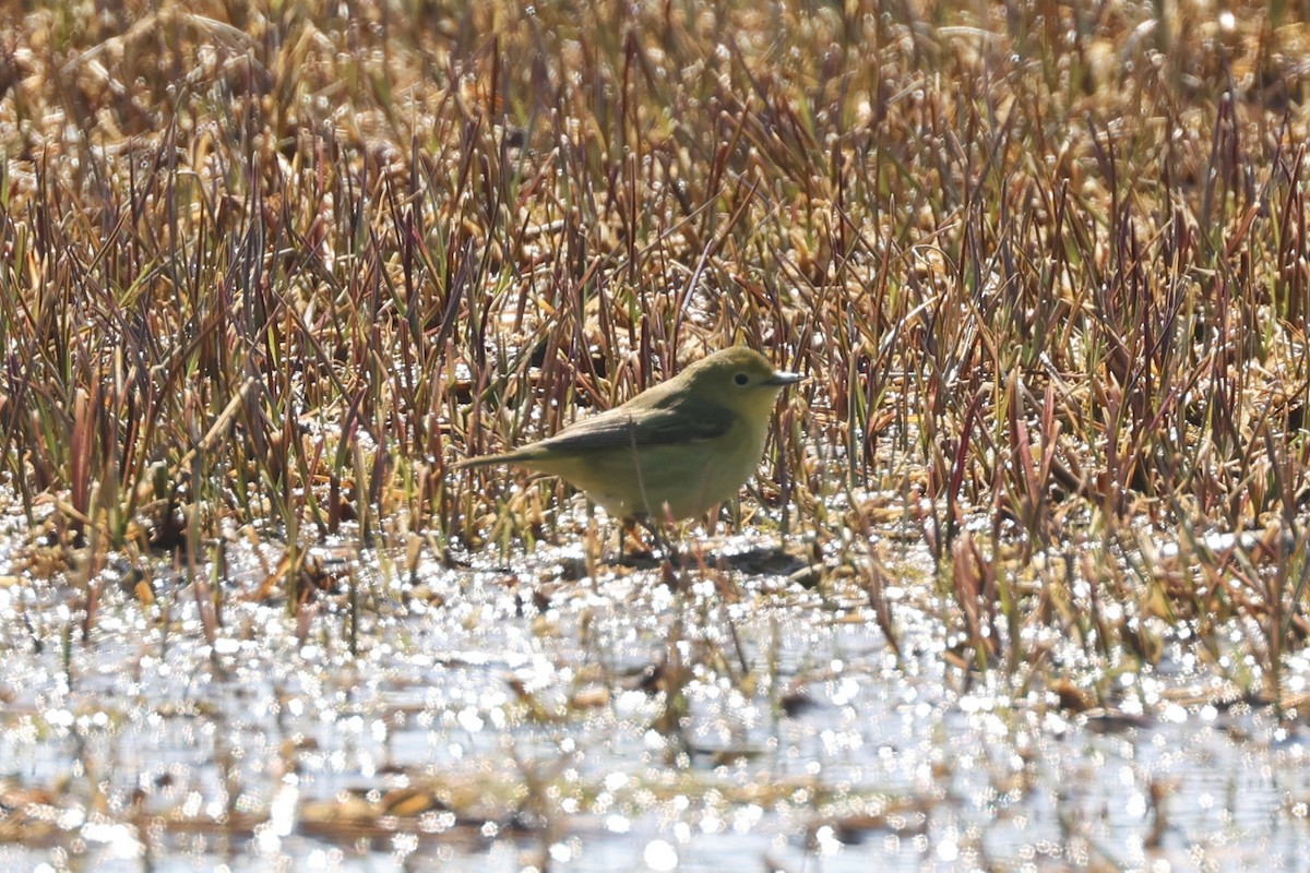 Northern Yellow Warbler - ML642791654