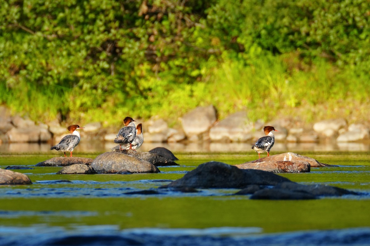 Common Merganser - ML642791656