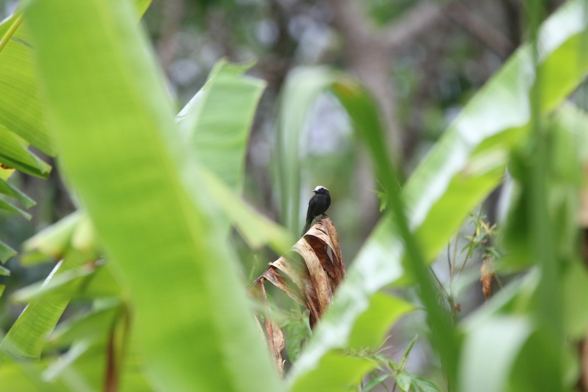 Long-tailed Tyrant - ML642791657